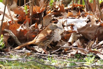 Moqueur roux (Brown Thrasher)