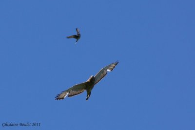 Petite Buse (Broad-winged Hawk) - Tyran tritri (Eastern kingbird)