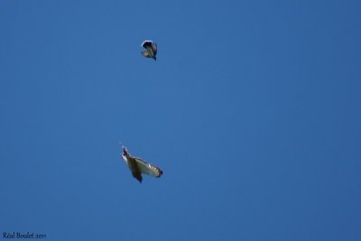Petite Buse (Broad-winged Hawk) - Tyran tritri (Eastern kingbird)