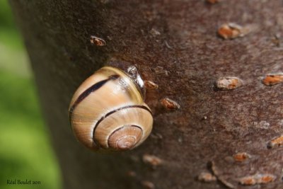 Escargot