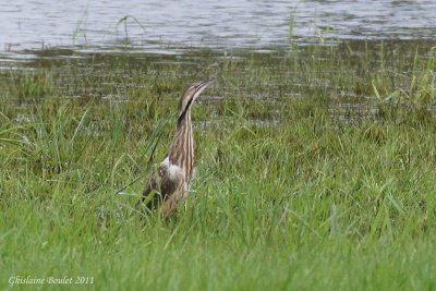 Butor d'Amérique (American Bittern)