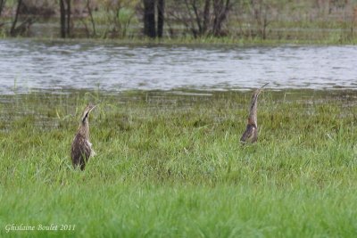 Butor d'Amérique (American Bittern)