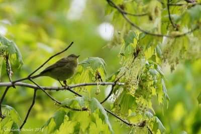 Paruline verdâtre (Orange-crowned Warbler)