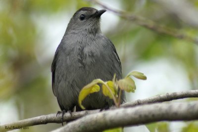 Moqueur chat (Gray Catbird)