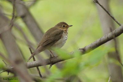 Grive  dos olive (Swainson's Thrush)