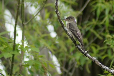 Moucherolle  cts olive (Olive-sided Flycatcher)