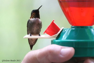 Colibri à gorge rubis (Ruby-throated Hummingbird)