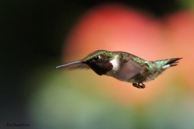 Colibri  gorge rubis (Ruby-throated Hummingbird)