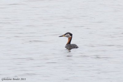 Grbe jougris (Red-necked Grebe)
