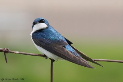 Hirondelle bicolore (Tree Swallow)