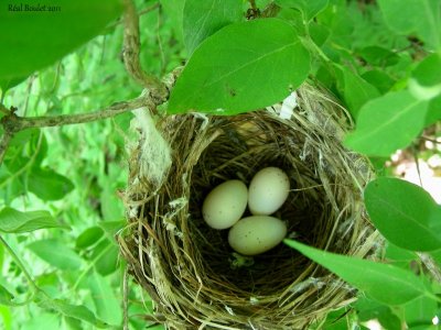 Viro aux yeux rouges (Red-eyed Vireo)