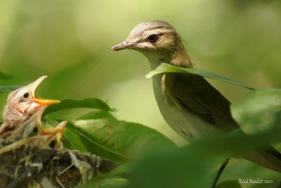 Viro aux yeux rouges (Red-eyed Vireo)