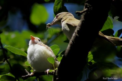 Viro aux yeux rouges (Red-eyed Vireo)