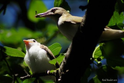 Viro aux yeux rouges (Red-eyed Vireo)