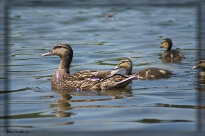 Canard colvert (Mallard)