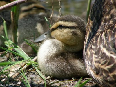 Canard colvert (Mallard)