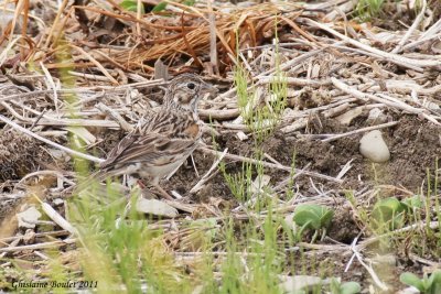 Bruant vesperal (Vesper Sparrow)