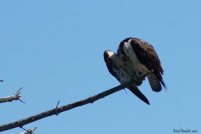 Balbuzard pêcheur (Osprey)