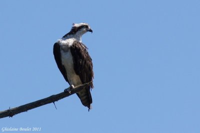 Balbuzard pêcheur (Osprey)