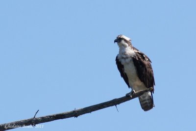 Balbuzard pêcheur (Osprey)