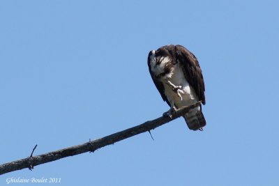 Balbuzard pêcheur (Osprey)