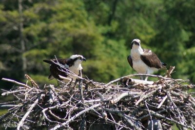 Balbuzard pêcheur (Osprey)