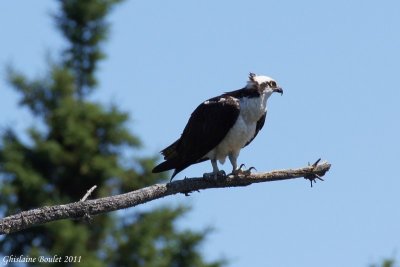 Balbuzard pêcheur (Osprey)