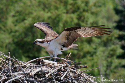 Balbuzard pêcheur (Osprey)