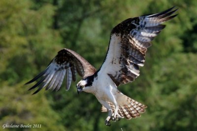Balbuzard pêcheur (Osprey)