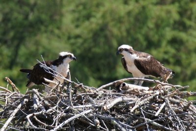 Balbuzard pêcheur (Osprey)
