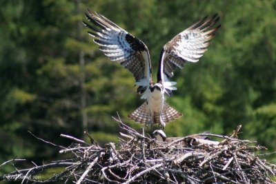Balbuzard pêcheur (Osprey)