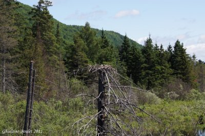 Balbuzard pêcheur (Osprey)
