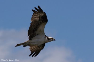 Balbuzard pêcheur (Osprey)