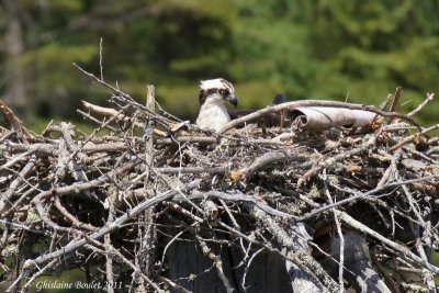 Balbuzard pêcheur (Osprey)
