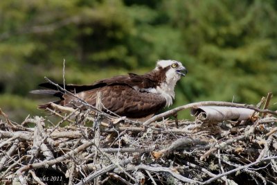 Balbuzard pêcheur (Osprey)