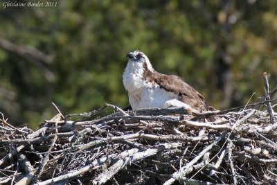 Balbuzard pêcheur (Osprey)
