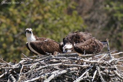 Balbuzard pêcheur (Osprey)