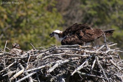 Balbuzard pêcheur (Osprey)