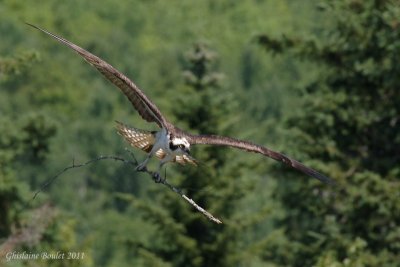 Balbuzard pêcheur (Osprey)