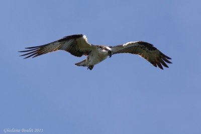 Balbuzard pêcheur (Osprey)