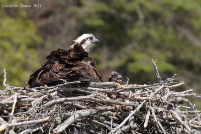 Balbuzard pêcheur (Osprey)