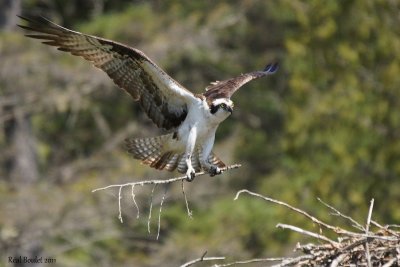 Balbuzard pêcheur (Osprey)