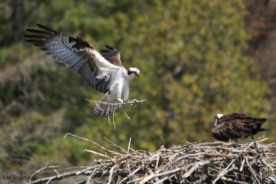 Balbuzard pêcheur (Osprey)