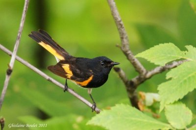 Paruline flamboyante (American Redstart)