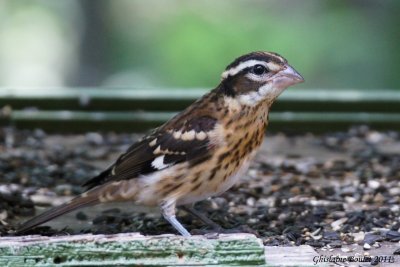 Cardinal  poitrine rose (Rose-breasted Grosbeak)