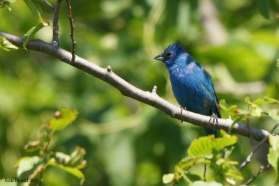 Passerin indigo (Indigo Bunting)