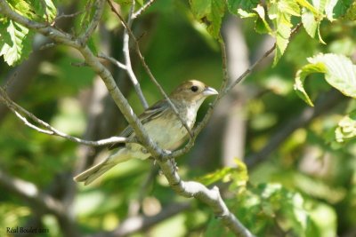 Passerin indigo (Indigo Bunting)