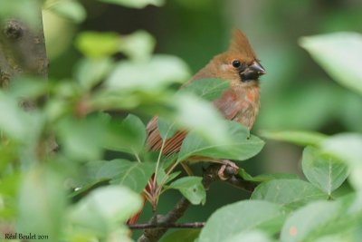 Cardinal rouge (Northern Cardinal)