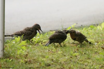 Pic flamboyant (Northern Flicker)