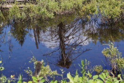 Reflet du nid de Balbuzard - Osprey nest reflection